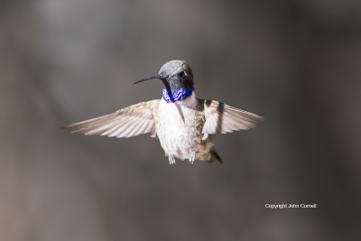 Archilochus-alexandri;Black-chinned-Hummingbird;Flying-Bird;Hummingbird;Photogra
